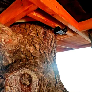 Treehouse Ντόσια