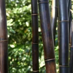 Καλαμωτή bamboo μαύρο Ø20 - 25 mm